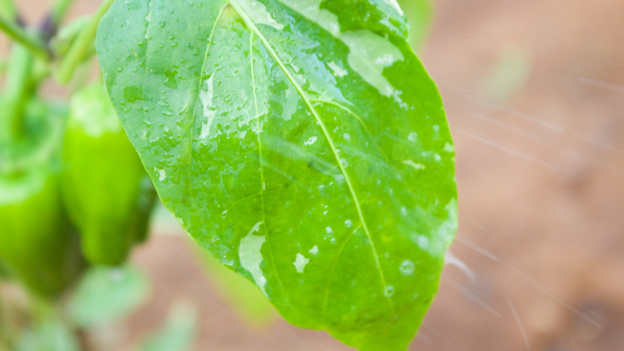 Homemade Bug Spray for Vegetable Plants
