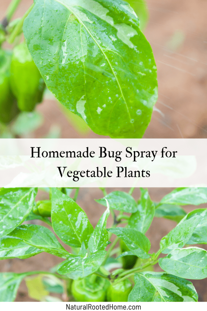 Homemade Bug Spray for Vegetable Plants (Safe & Effective) Homemade Bug Spray for Vegetable Plants