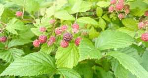 Old-Fashioned Homemaking Skills Every Wife Should Learn - Natural