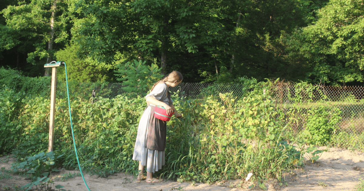 Summer Garden Harvest Zone 7B